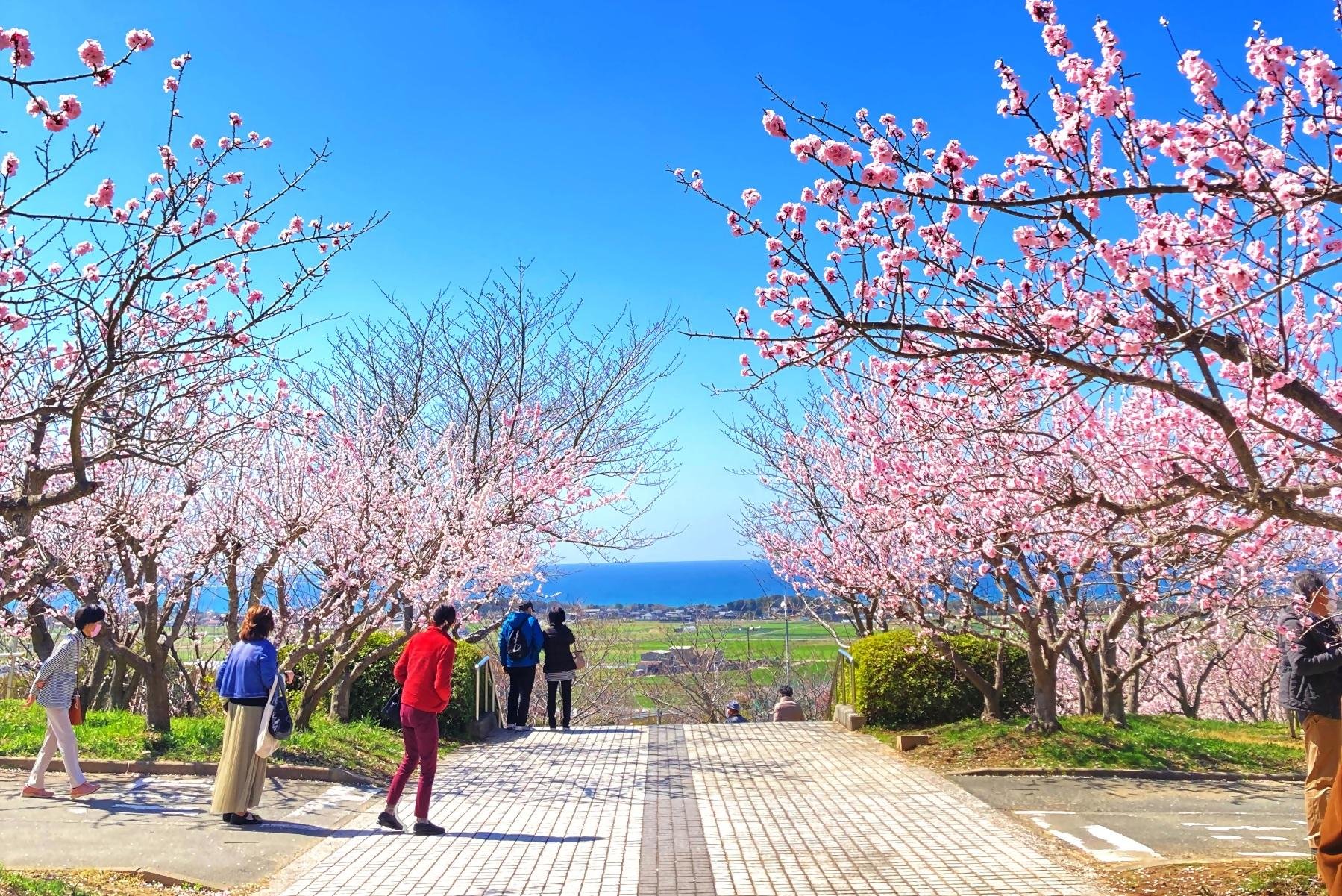 🌸 살구 마을 운동공원(안즈노사토 운동코엔) 이미지 1